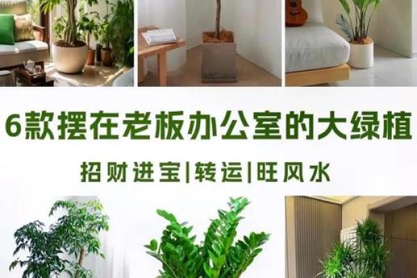 办公室摆放植物有什么风水讲究