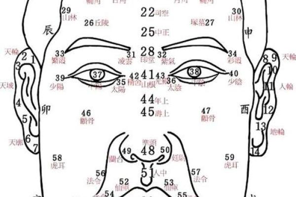 颧骨面相 颧骨面相算命图解