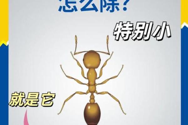家里有蚂蚁风水上预示什么 家里有蚂蚁风水上预示什么