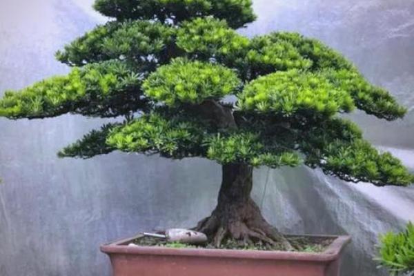 四大镇宅之树 镇宅植物风水 四大镇宅之树 镇宅植物风水