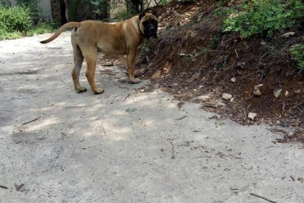 英牛八字筋 英牛八字筋