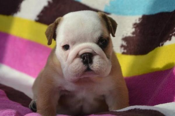 英牛八字筋 英牛八字筋