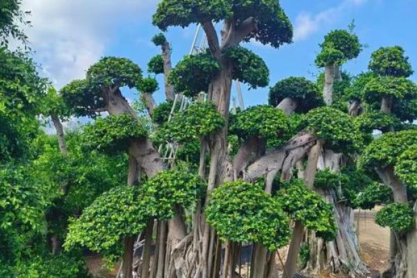 老树桩的风水 老树桩的风水