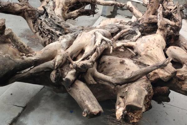 老树桩的风水 老树桩的风水