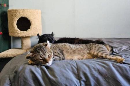 什么房子养猫更好风水好的