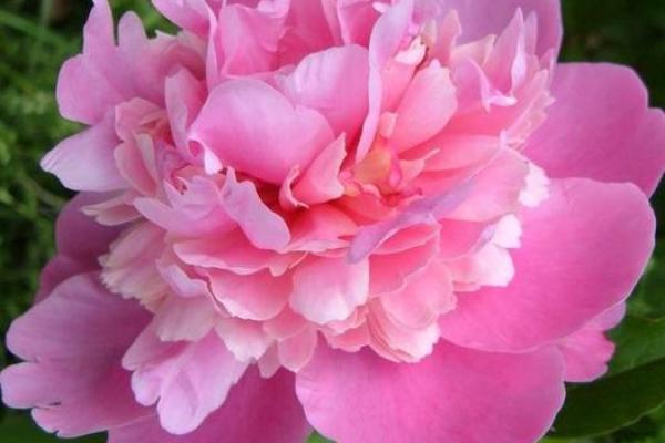 心理测试:四种青菜,哪种你更喜欢?测你这辈子是什么命格? 心理测试:四种青菜,哪种你更喜欢?测你这辈子是什么命格?