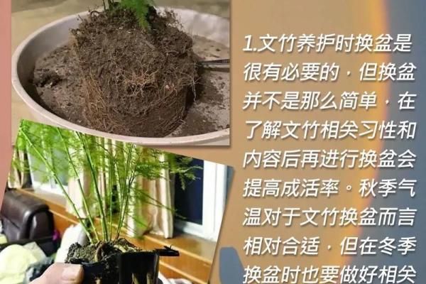 风水价值，为啥家里不能养文竹