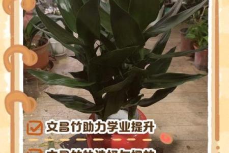 风水价值，为啥家里不能养文竹