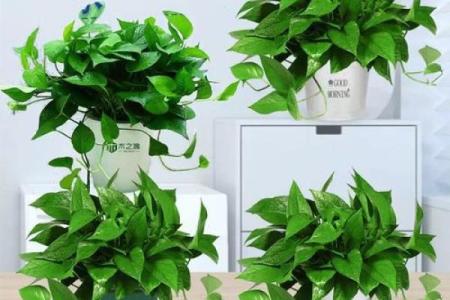 养绿萝风水