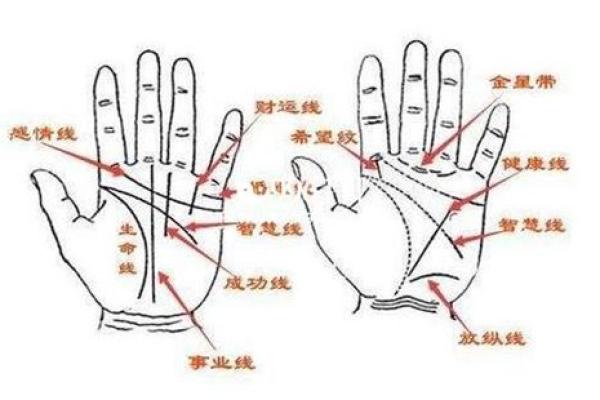详细分析:手掌中的指纹预测算命,快来算算你的运势如何! 详细分析:手掌中的指纹预测算命,快来算算你的运势如何!
