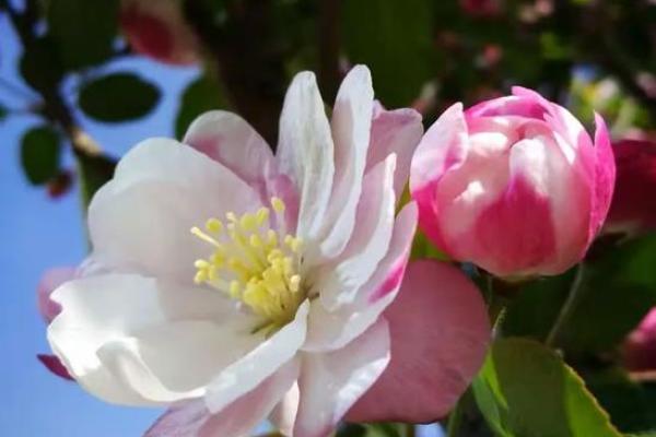 花树花枝算命 花树花枝算命