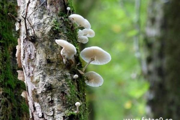 梦见老人佛滔算命 梦见老人佛滔算命