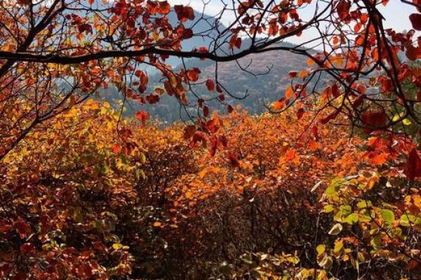 济南郎茂山附近有个算命的 济南郎茂山附近有个算命的