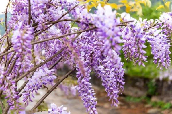 紫色紫微斗数 紫微斗数紫色是什么意思? 紫色紫微斗数 紫微斗数紫色是什么意思?