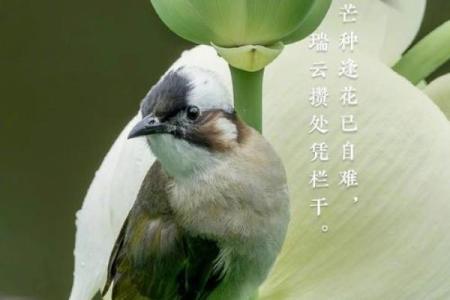 芒种前出生好还是芒种后 2024年芒种出生人的八字