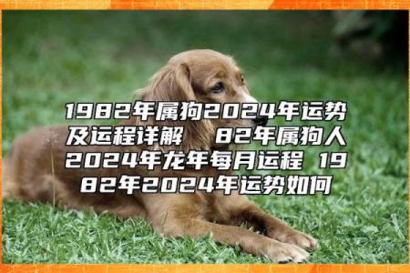 1982狗是什么命 五行属什么 1982年属狗五行属什么命运解析与运势预测