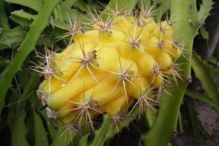 家里种火龙果影响风水