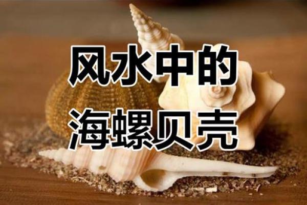哪种贝壳风水作用