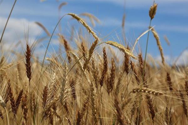 方位风水_成熟的麦子摆放在家里的什么位置更好 方位风水_成熟的麦子摆放在家里的什么位置更好