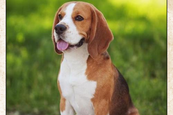 八字从比格 八字从比格