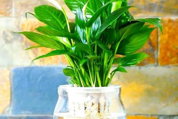 办公室风水绿植选择有哪些可以带来财运