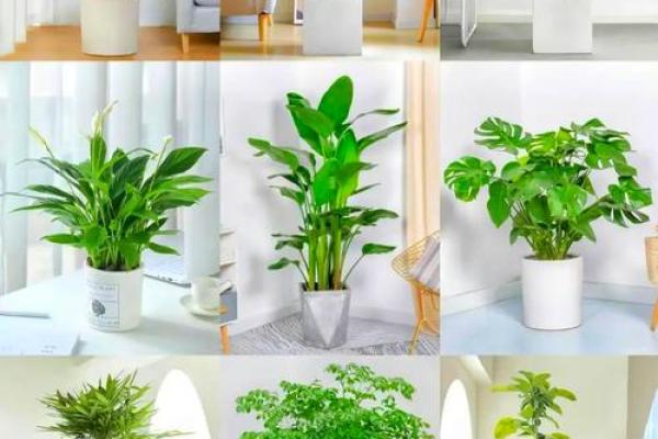沈阳房子风水植物有哪些