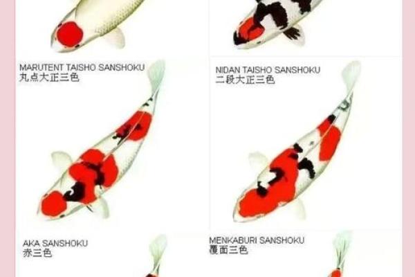 家庭养风水鱼适合哪几种？