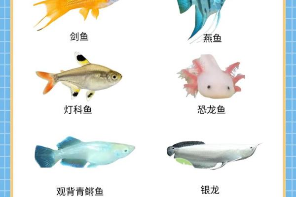 家庭养风水鱼适合哪几种？
